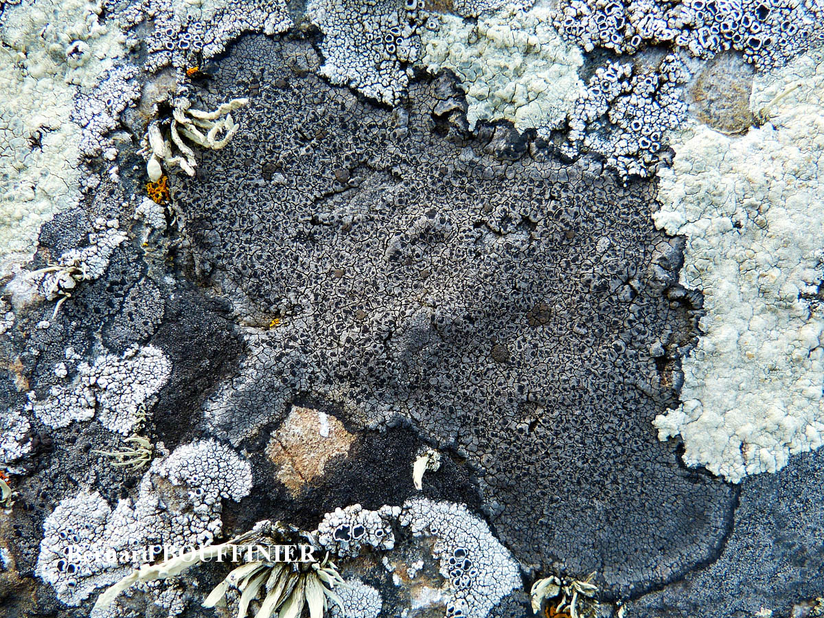 Schaereria fuscocinerea forme gris-bleu